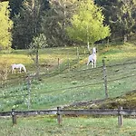 Lejlighed Le Bucheron Au Coeur Du Massif Des Vosges 3 Etoiles